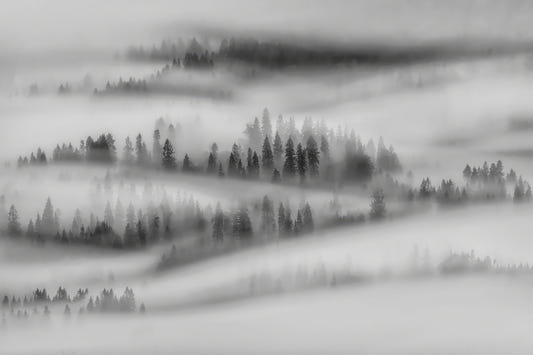 Black White Foggy Forest Wallpaper