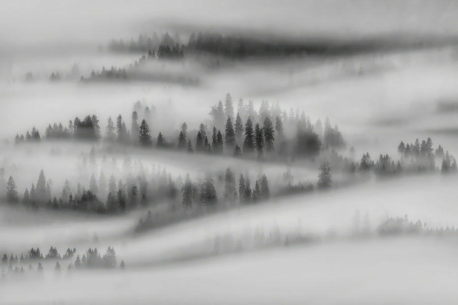 Black White Foggy Forest Wallpaper