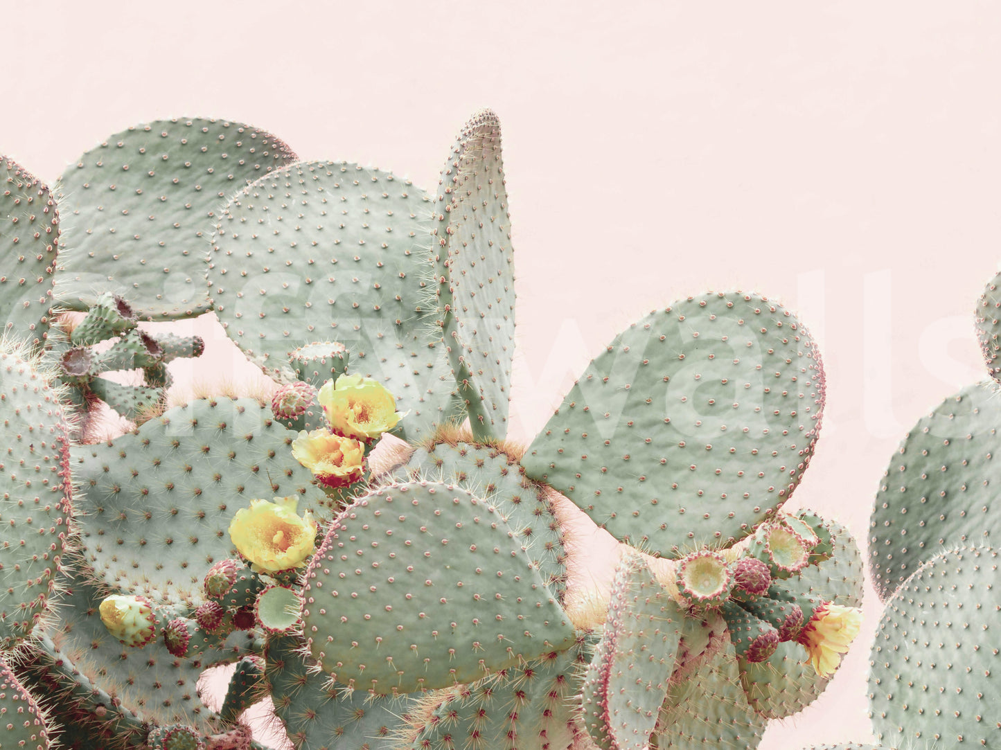 Refresh your walls with the Cactus Blossom Dreams mural wallpaper.

