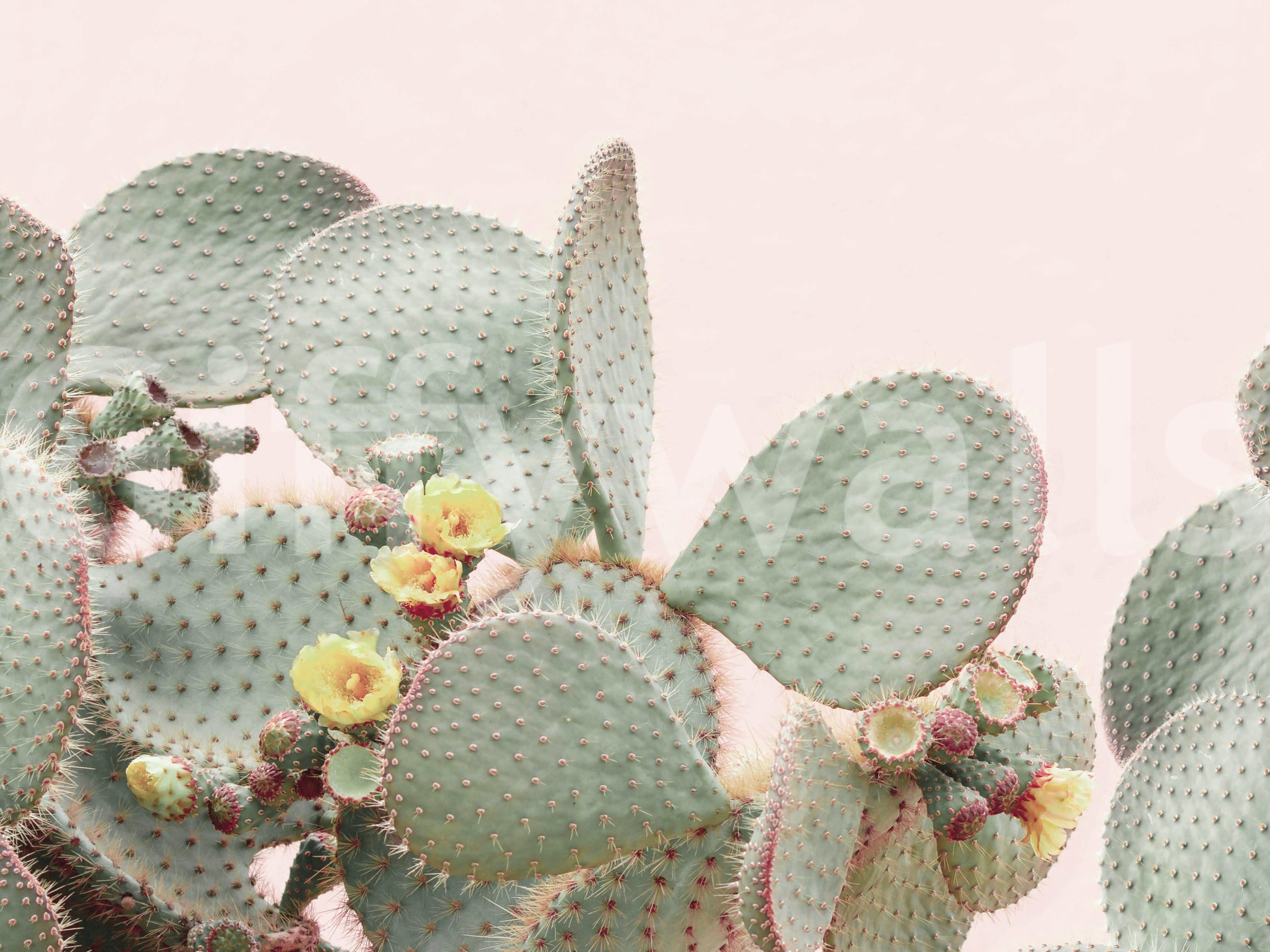Refresh your walls with the Cactus Blossom Dreams mural wallpaper.

