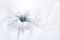 A high-quality serene botanical wall mural for walls.

