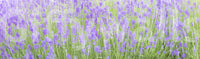 Serene springtime view, Field Dream nature-inspired wall mural.