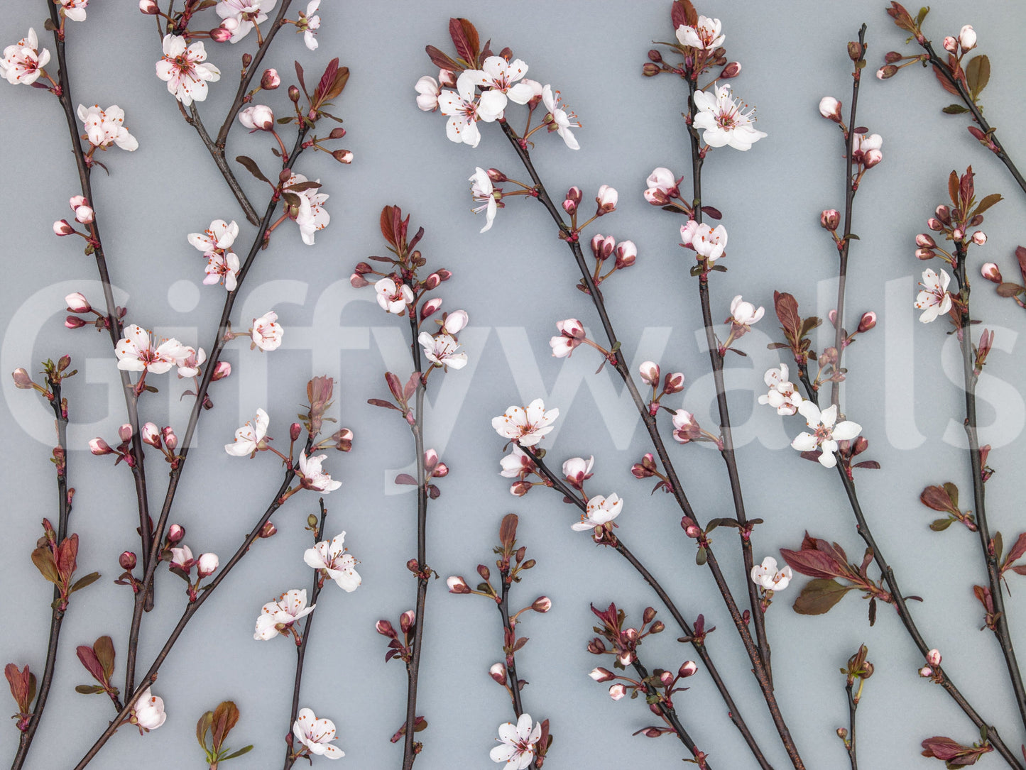 The wallpaper presents ornamental cherry blossoms that add a touch of freshness and gentle color to any room.