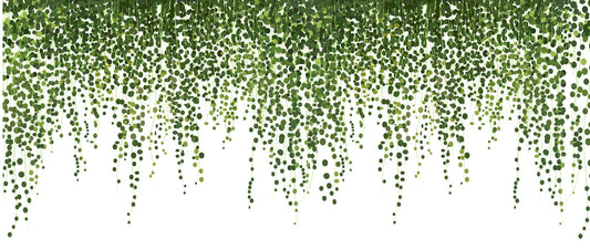 Green Hanging Ivy Leaves Wallpaper Mural