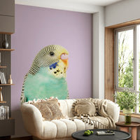 Cute budgie mural for kids’ or bird-themed rooms

