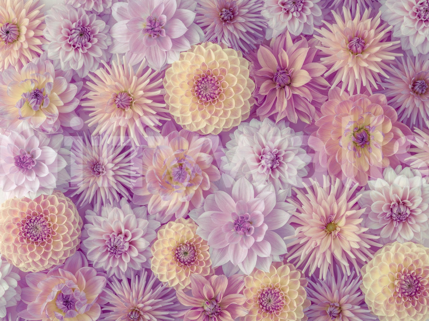 Wall decor connected to nature's artistry.

