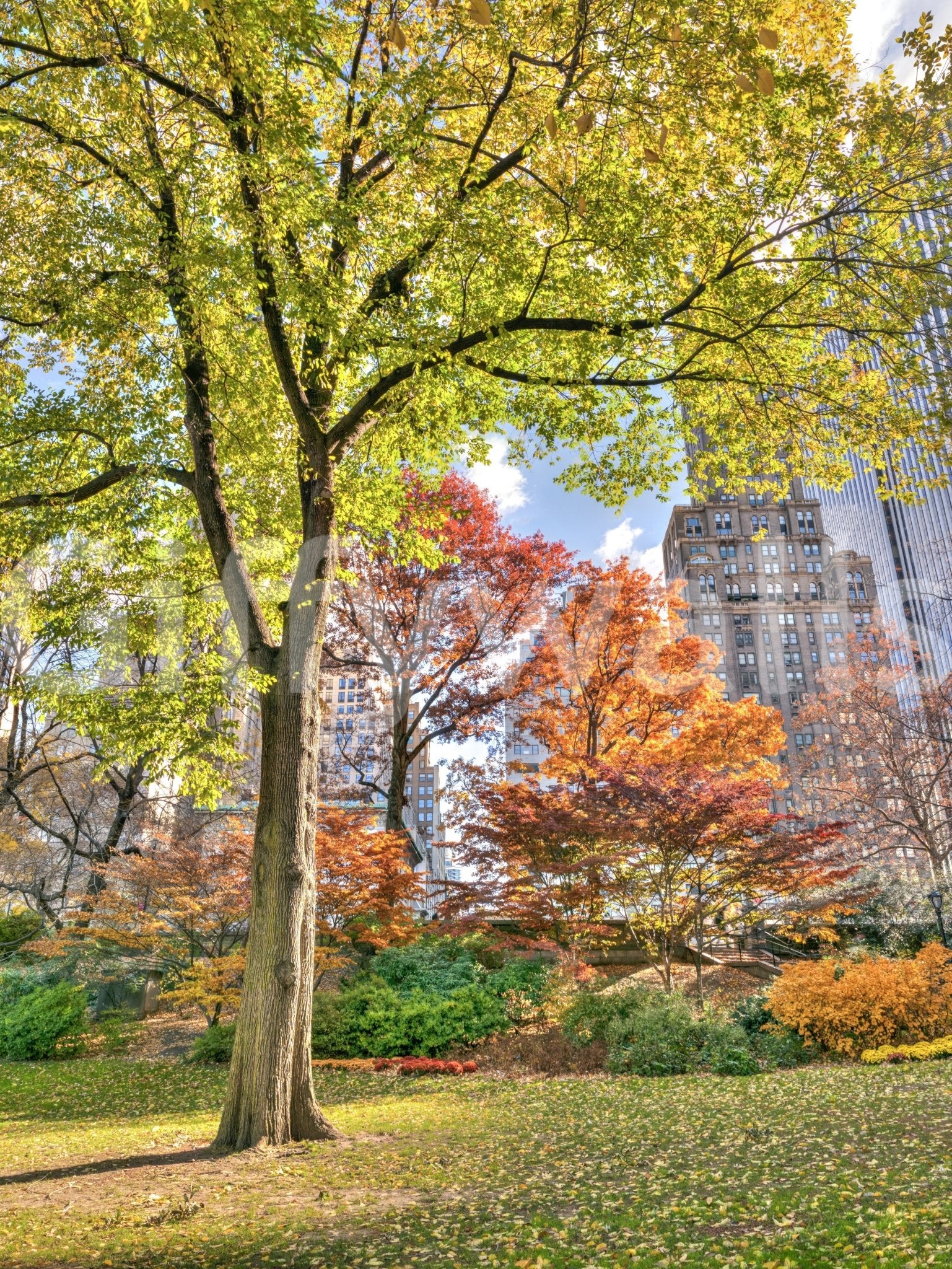 Colours of Central Park Wall Mural