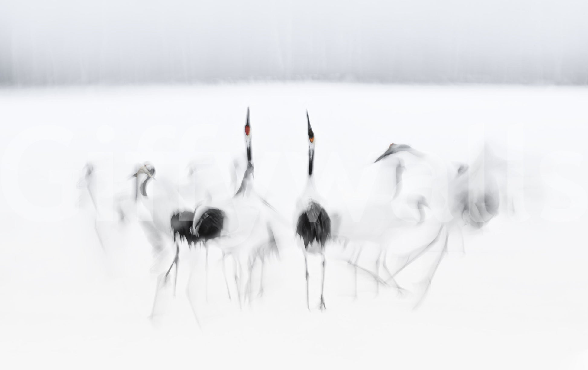 Crane Dance in White wallpaper mural close-up showing red-crowned cranes in soft motion blur on a white field