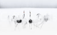 Crane Dance in White wallpaper mural close-up showing red-crowned cranes in soft motion blur on a white field