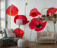 Crimson Poppy Field wallpaper showcasing striking red blossoms against clean white space.