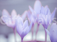 Spring flower wall mural in muted purple