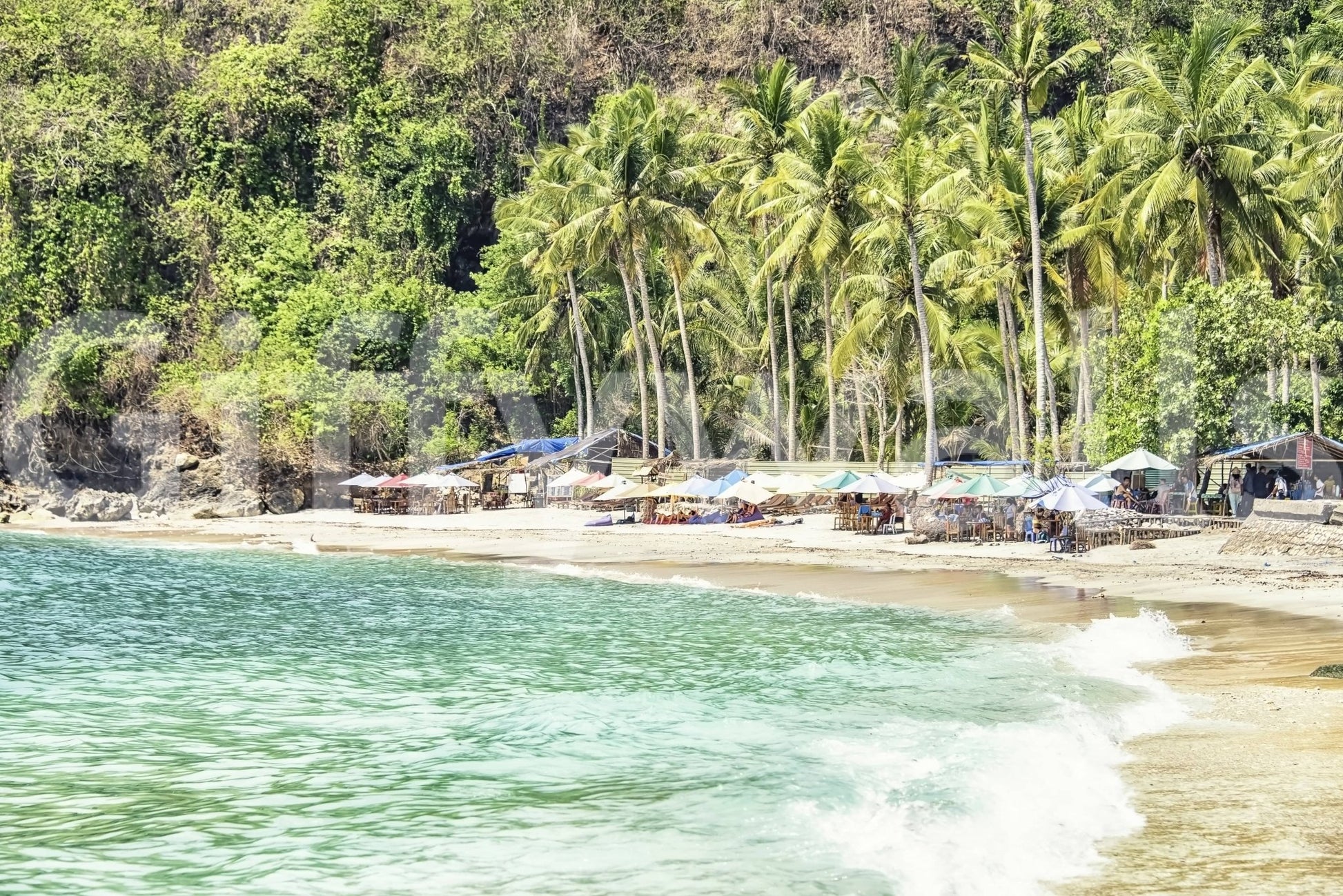 Verdant palm forest Crystal Bay wall mural outdoor vibe.