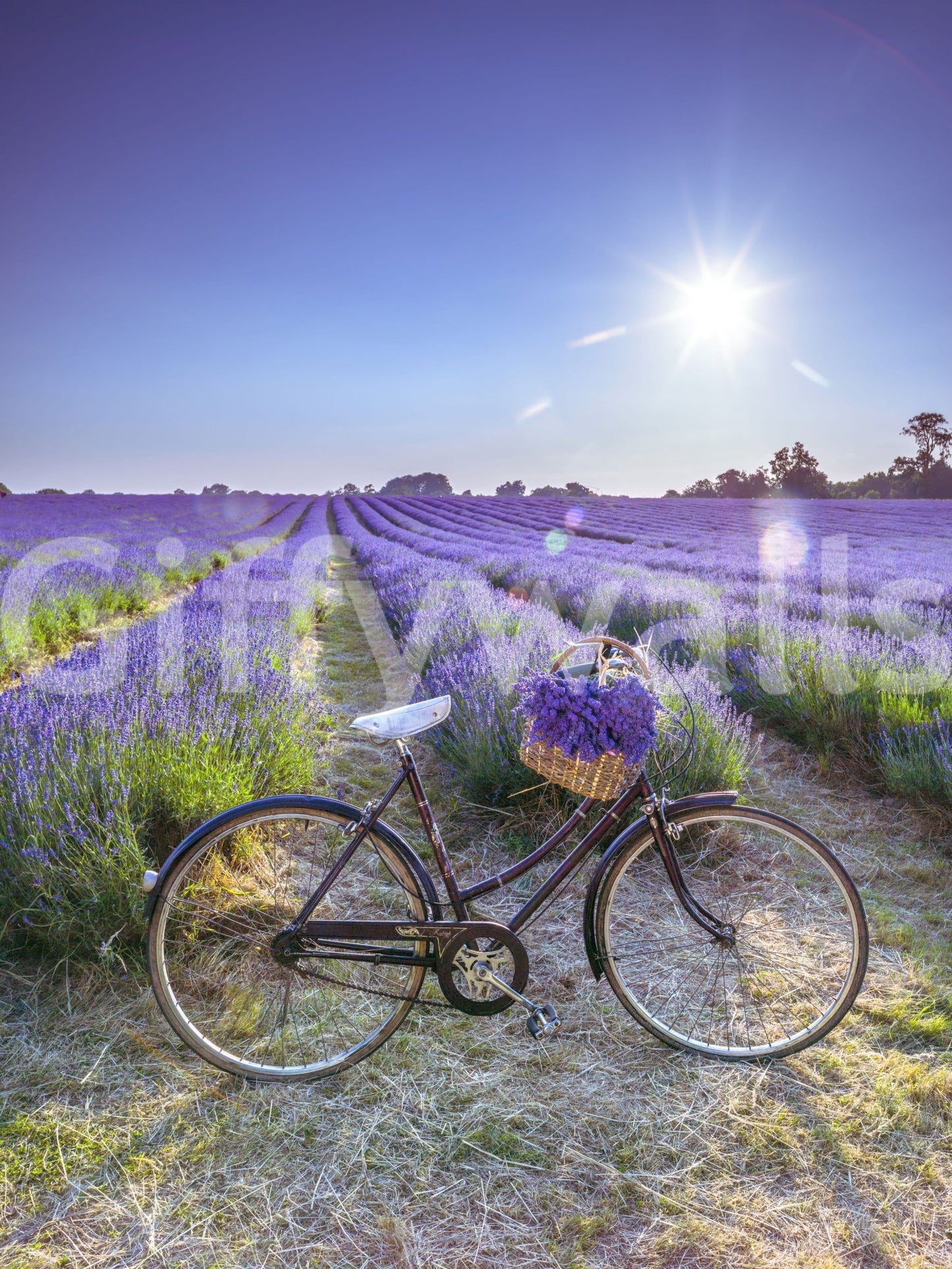 Lavender field with a resting bike wall mural for tranquil vibes.


