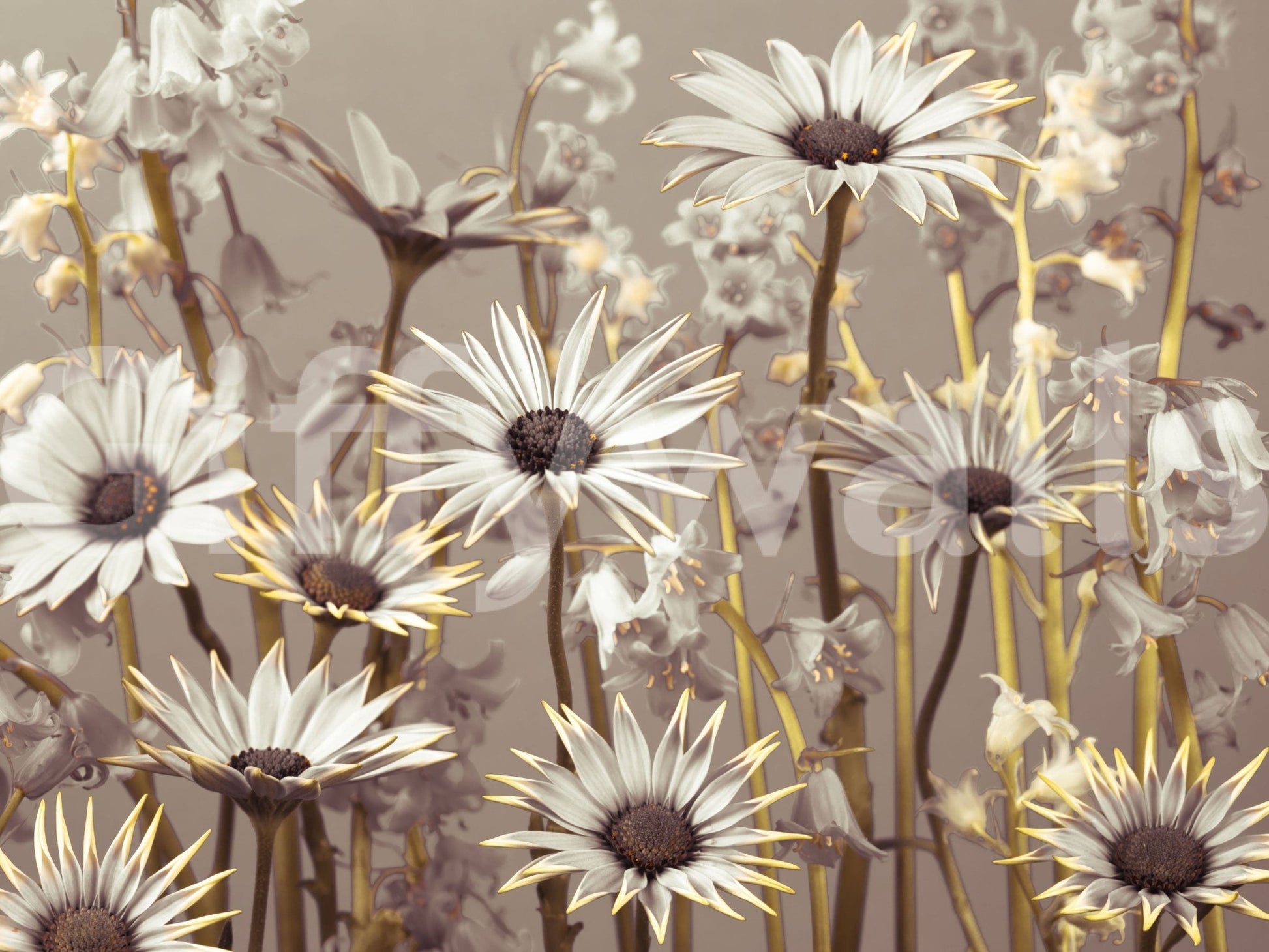 Chic daisy wallpaper with warm-toned blooms arranged in a natural, flowing layout.