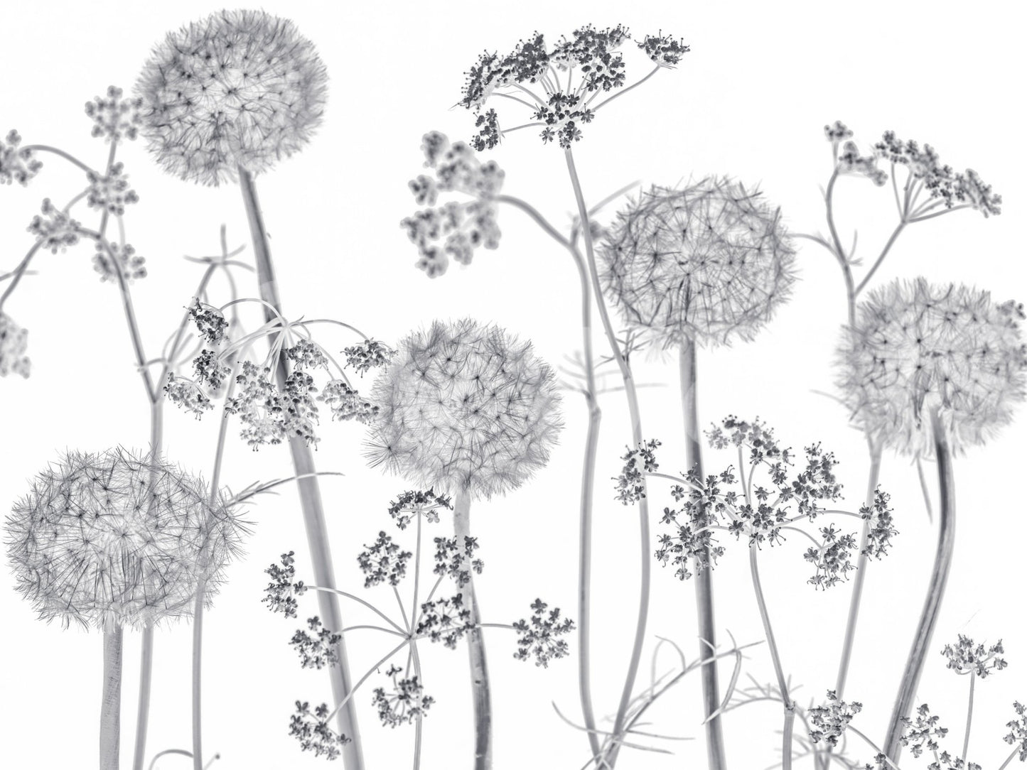 Dancing Wildflowers Wall Mural
