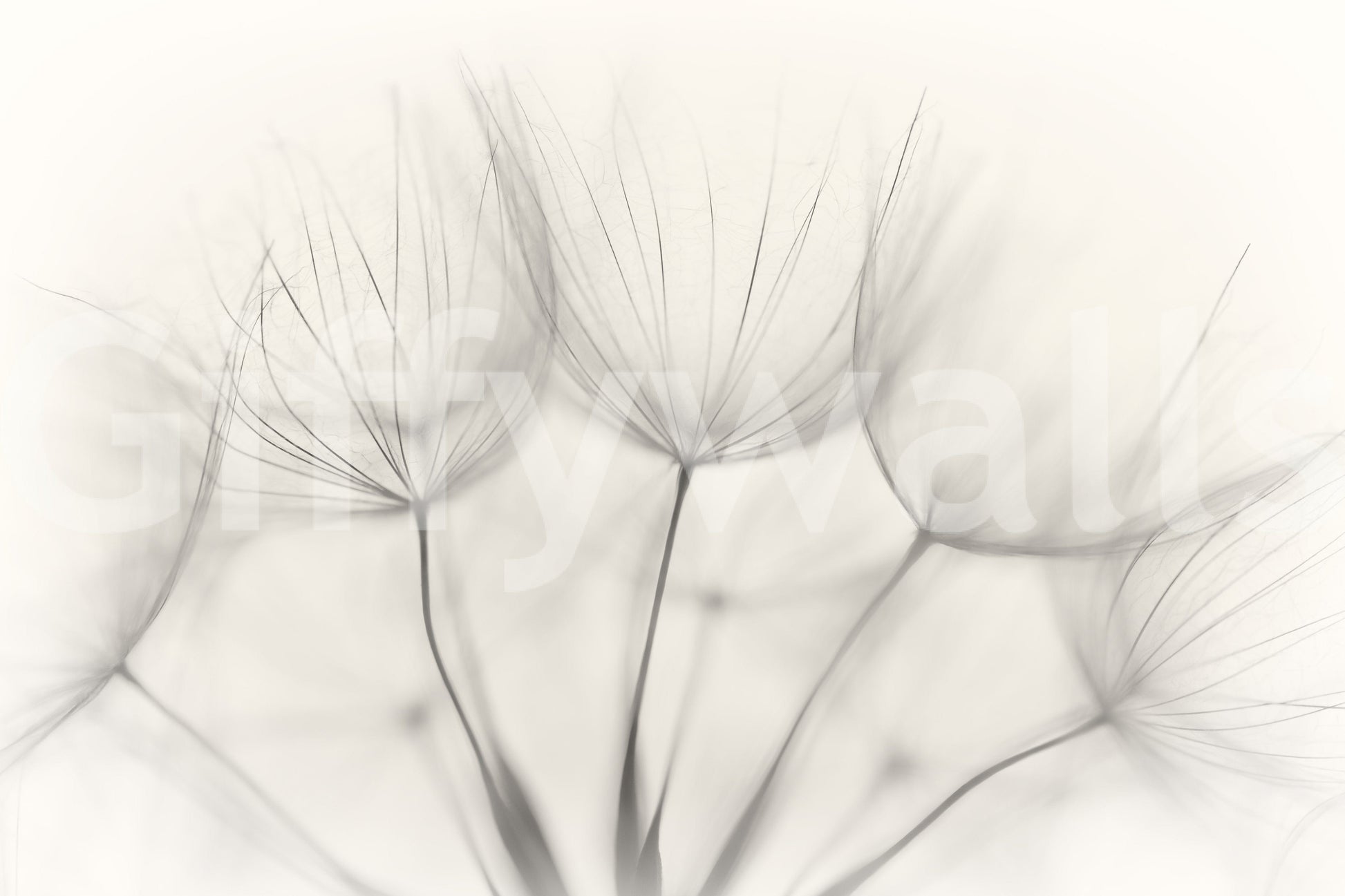 A beautiful modern art wall mural of seed heads.

