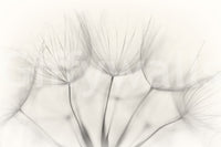 A beautiful modern art wall mural of seed heads.

