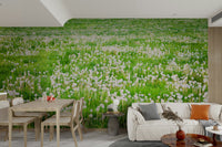 Soft dandelions scattered across grassy field
