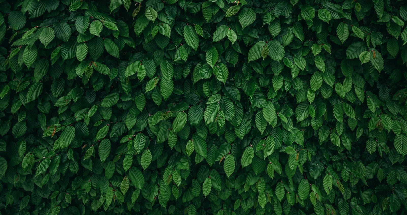 Dense Tropical Leaves Wallpaper Mural