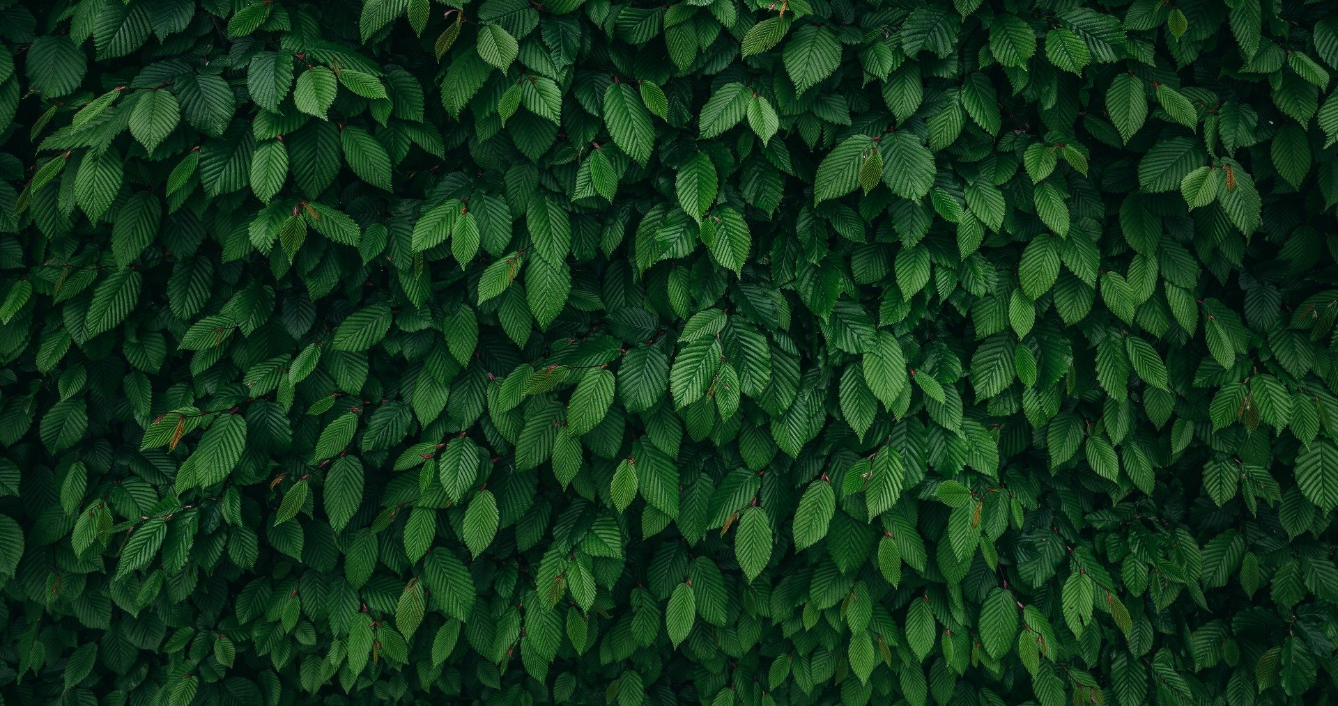 Dense Tropical Leaves Wallpaper Mural in your room — zoomed