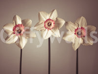 Dazzling Daffodils Wall Mural