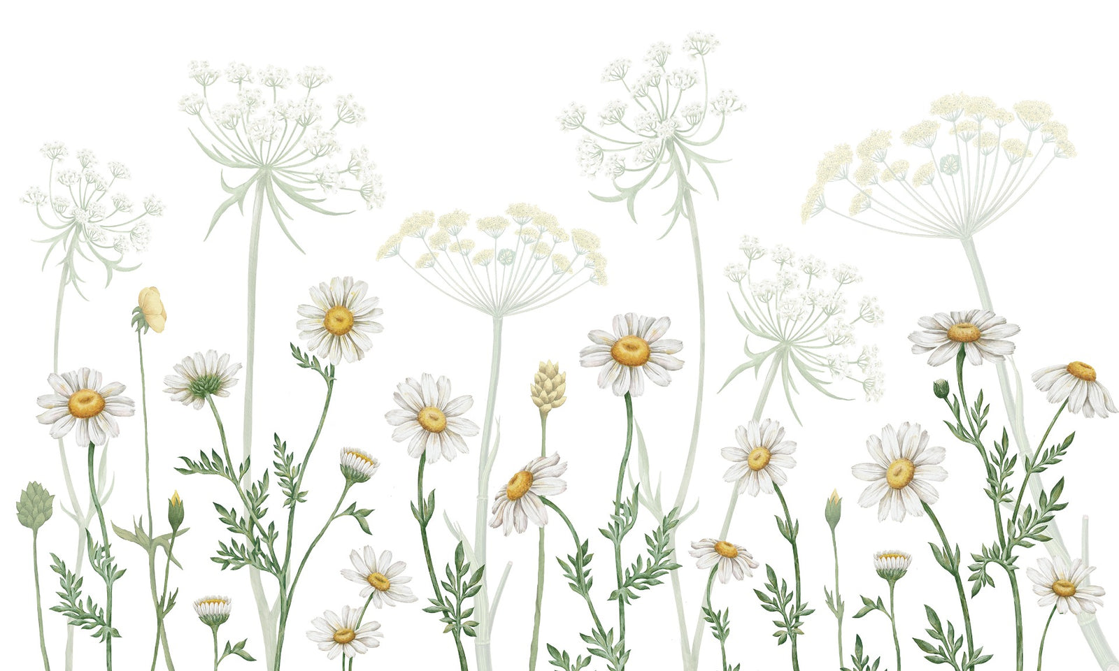 Dazzling Daisies Flower wallpaper