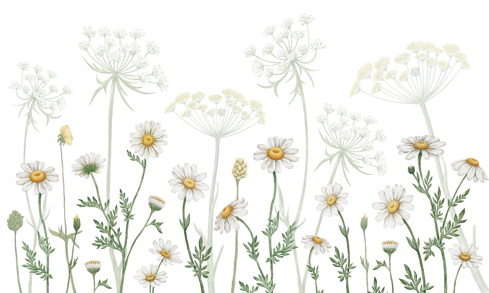 Dazzling Daisies Flower wallpaper