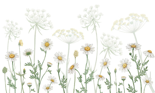 Dazzling Daisies Flower wallpaper