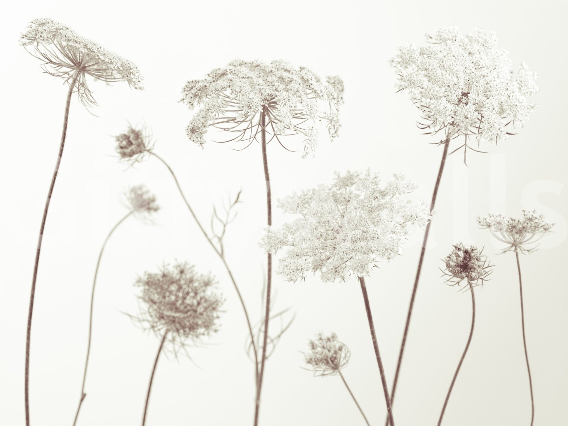 Delicate Beauty Wall Mural