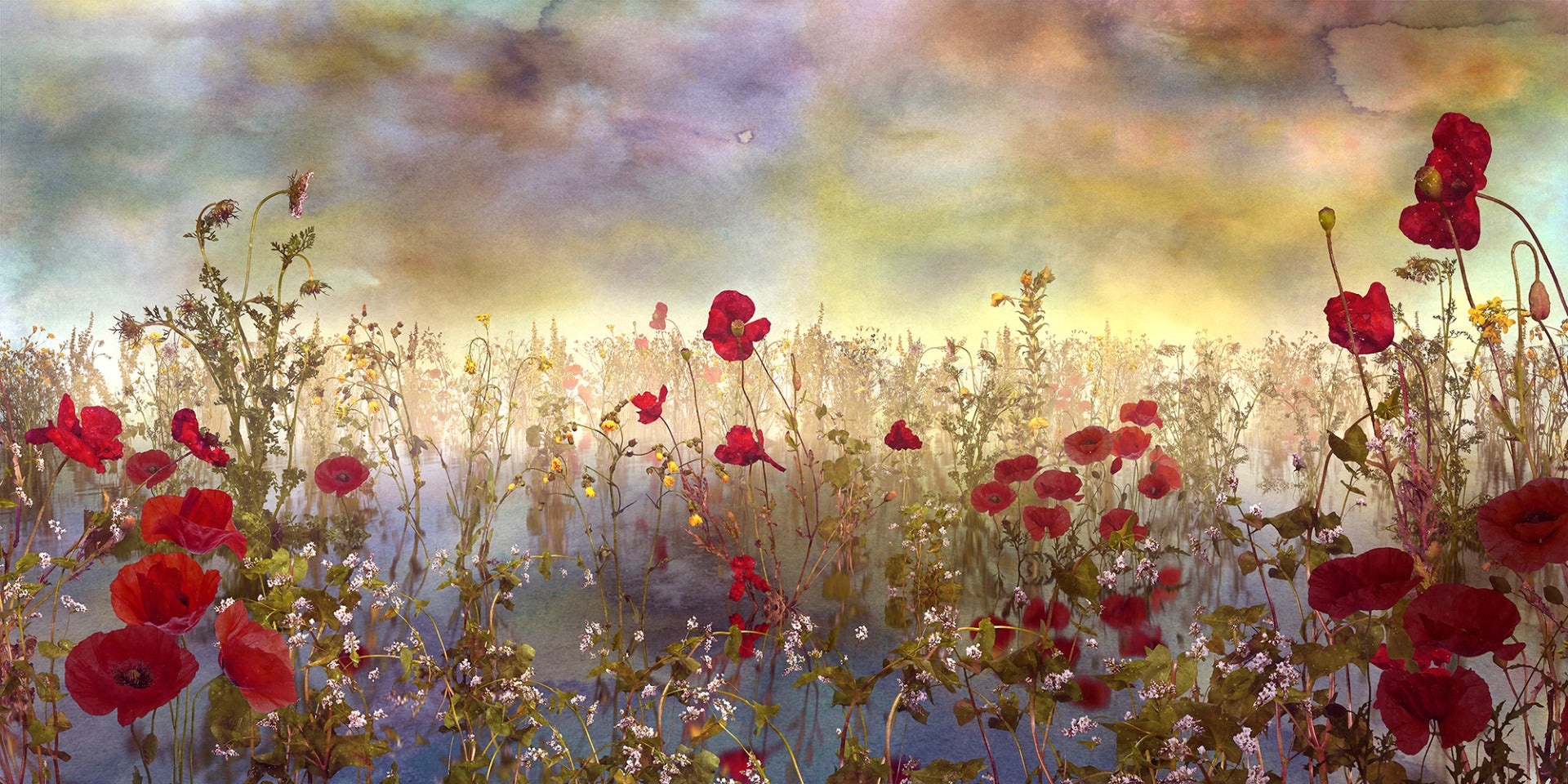 Poppy Red Color Flower Wallpaper Murals in your room — zoomed