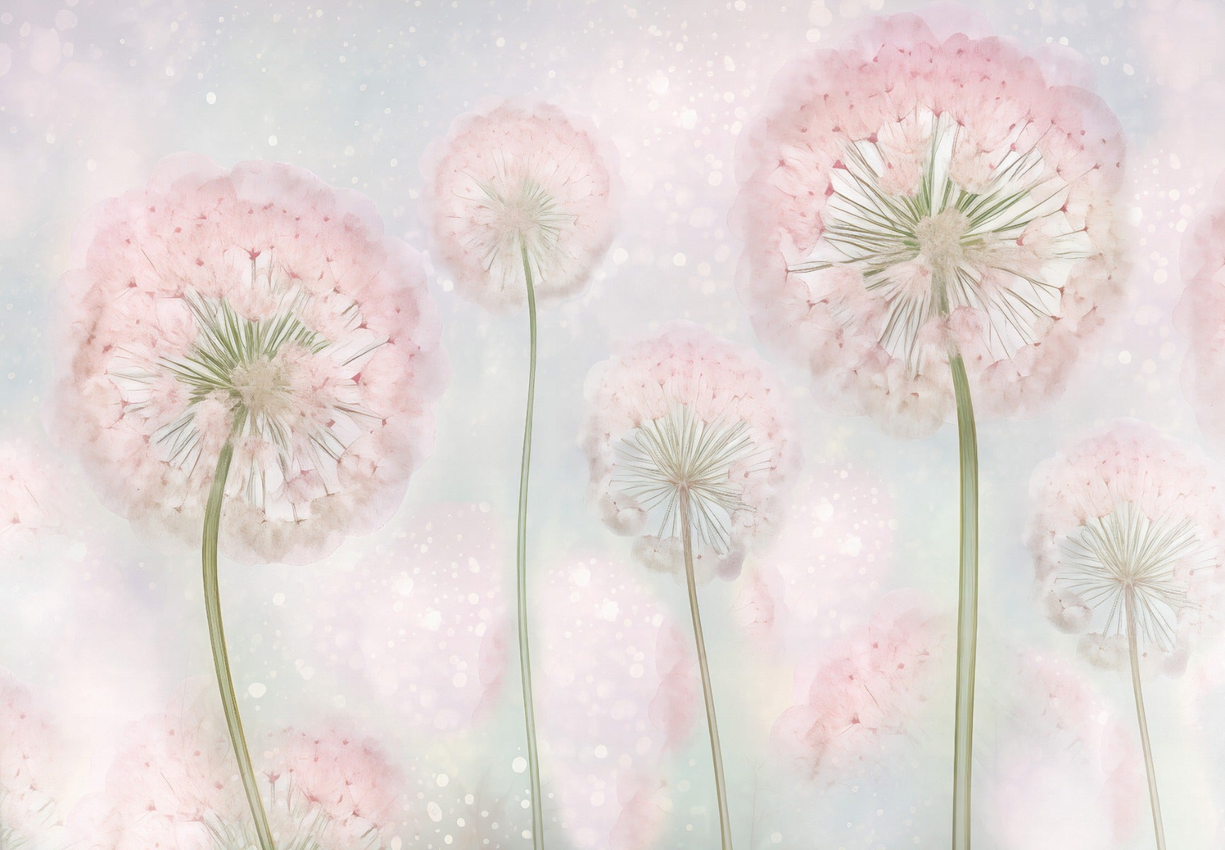 Pink Color Dandelion Seeds Wallpaper Murals in your room — zoomed