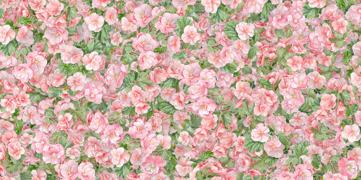 Pink Begonia Flower Wallpaper Murals in your room