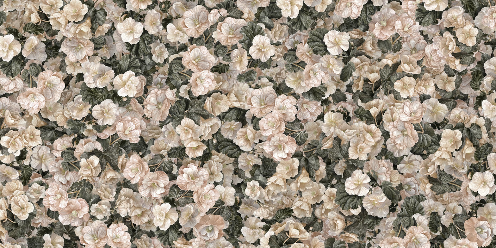 White Begonia Flower Wallpaper Murals