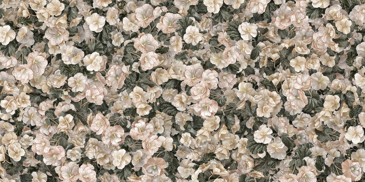 White Begonia Flower Wallpaper Murals in your room — zoomed
