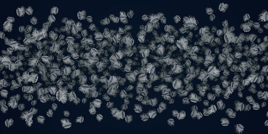Dancing Jellyfish White on Dark Blue Wallpaper Murals