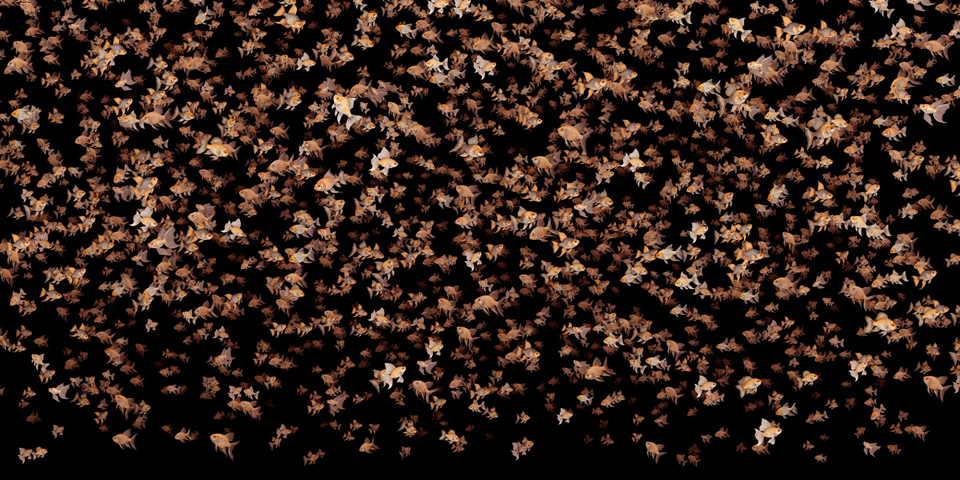 Orange Little Fish Black Background Wallpaper Murals