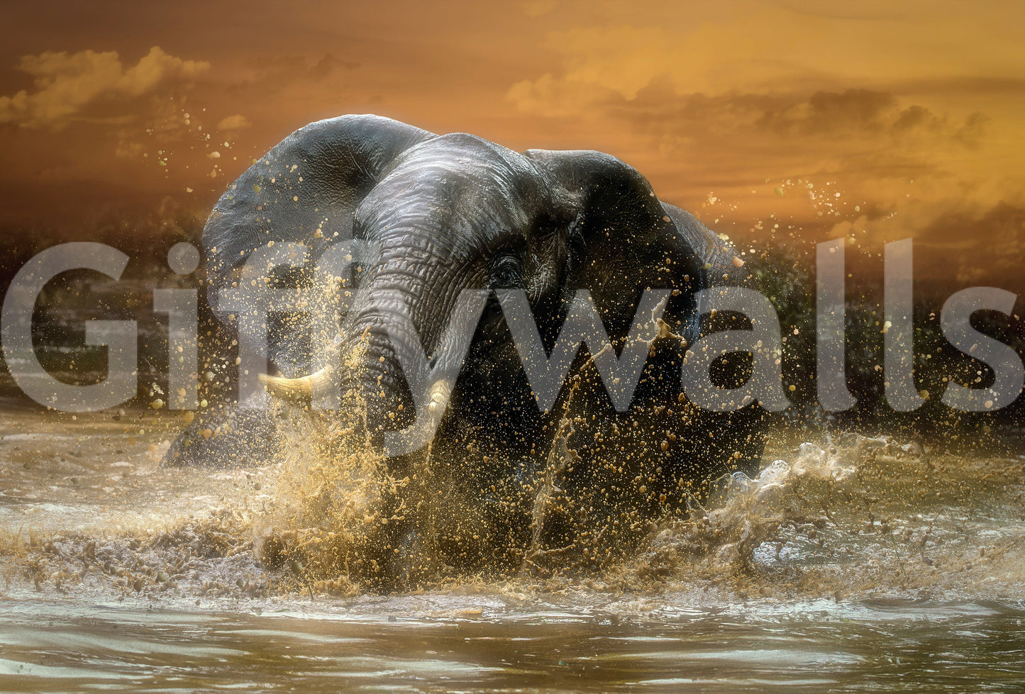 Elephant Plunge wallpaper mural shown full-wall, an elephant charging through splashing water under a golden sunset