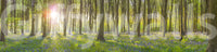 Romantic woodland flower mural

