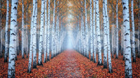 Autumn leaves mural with birch forest perspective