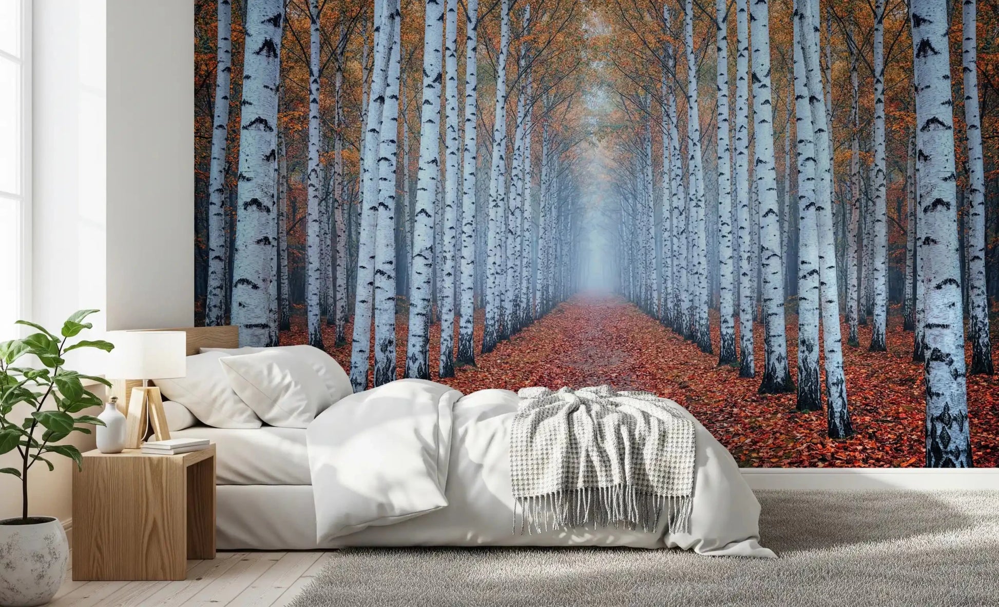 Forest pathway mural with tall white birch trees