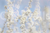 Ethereal Blossom Photography soft white floral wall mural close-up showing white blossom branches against a pale blue sky