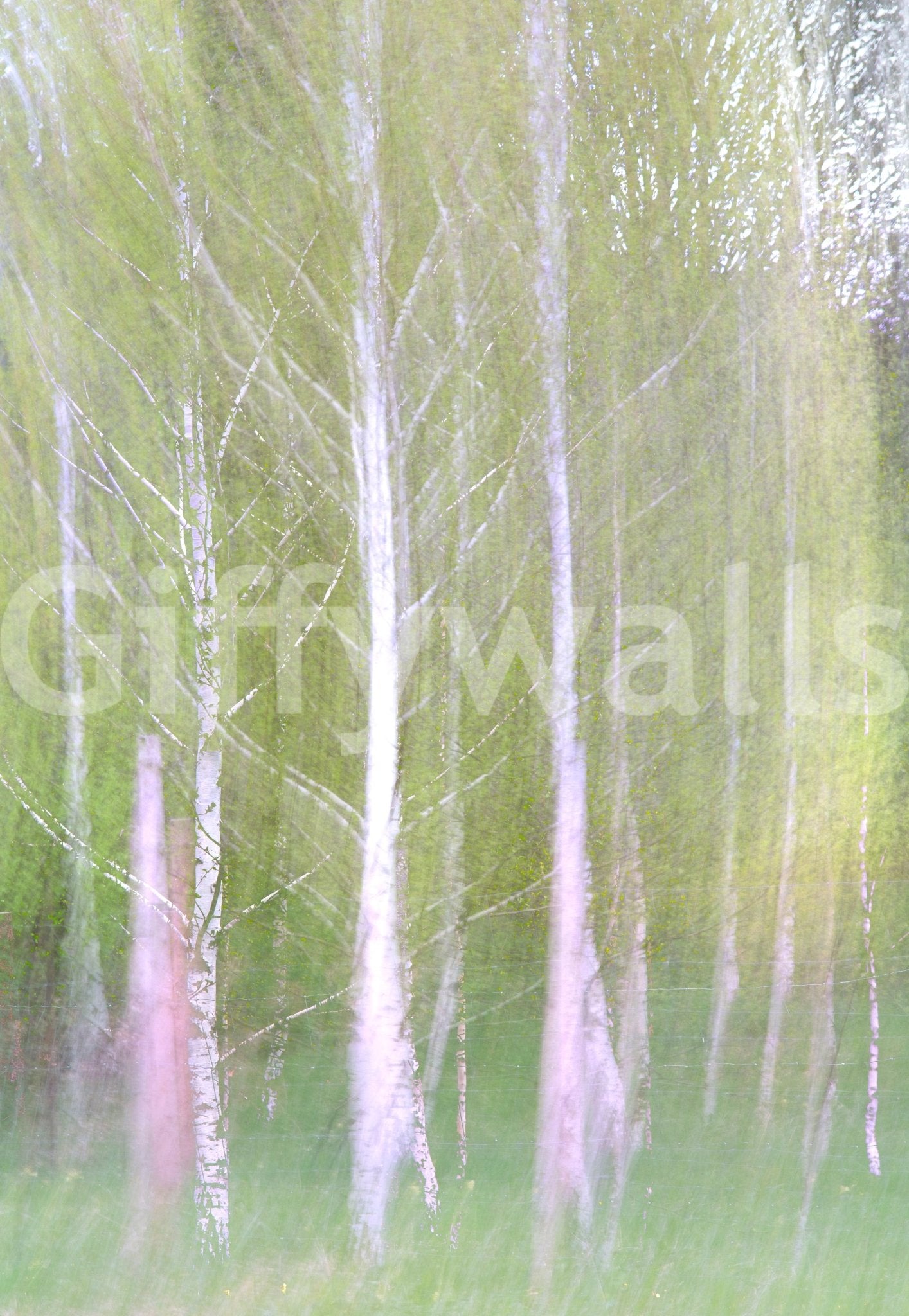 The forest floor is obscured by what looks like mist or photographic blur.

