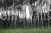 A dreamy and ethereal forest depiction

