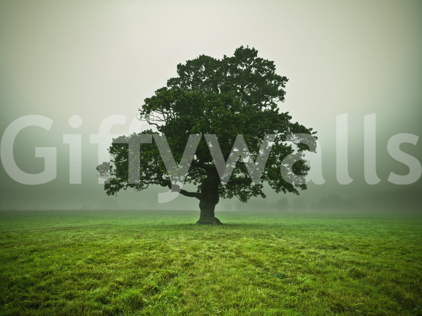Sublime Ethereal Presence wall mural, peaceful field setting, enduring tree.