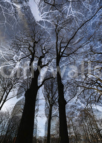 Ethereal Tree Silhouette wall mural close-up of black bare trees against a moody blue and grey sky