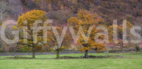 A richly colored fall landscape wallpaper with trees glowing in peak autumn foliage.