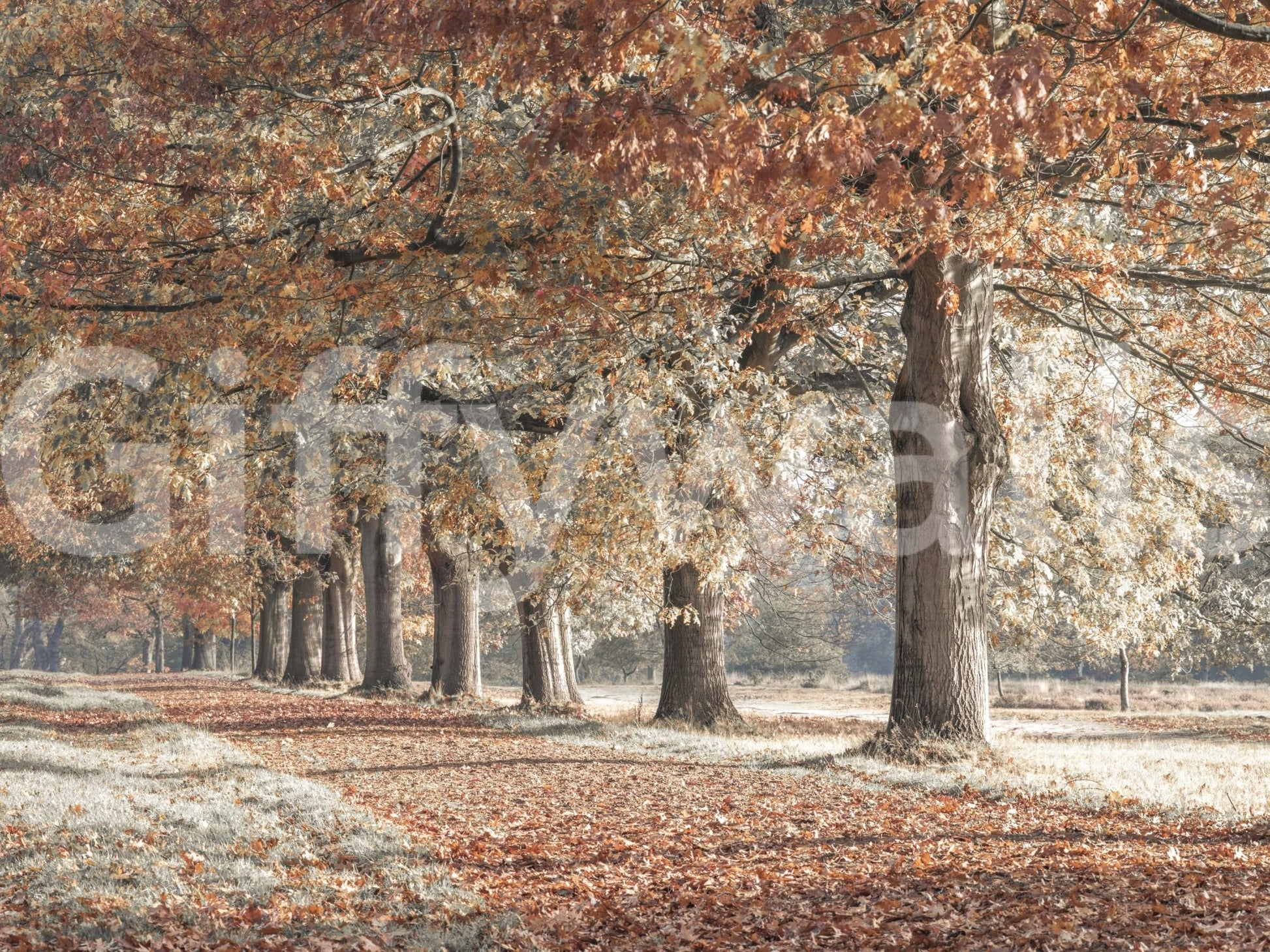Peaceful fall scene wall mural with trees