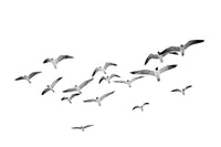 Beautiful Flying Birds Horizontal Mural perfect for spacious rooms.

