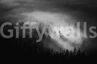 Eerie beauty, aerial view of treetops, stylish Foggy Forest Woodland wallpaper.