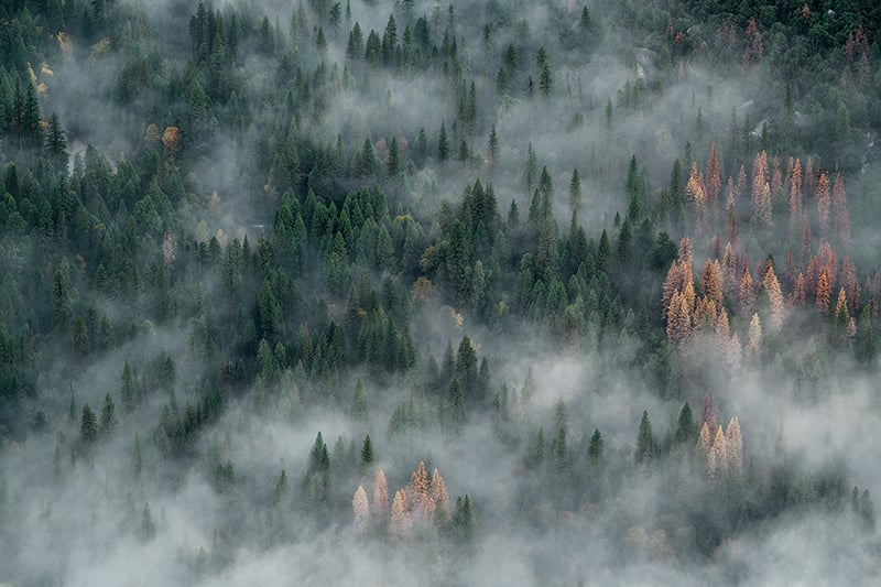 Foggy Pine Forest Wallpaper Mural in your room